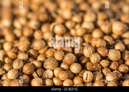 Closeup macro shot of brown dried coriander seeds Stock Photo