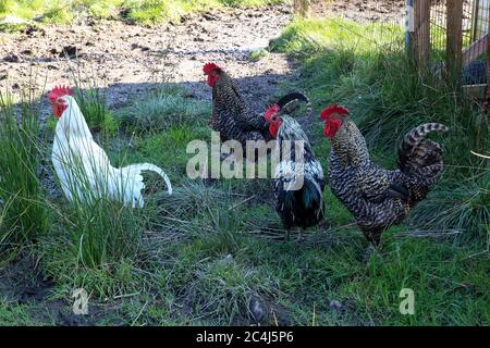 Free range chickens wandering around in a farmyard Stock Photo