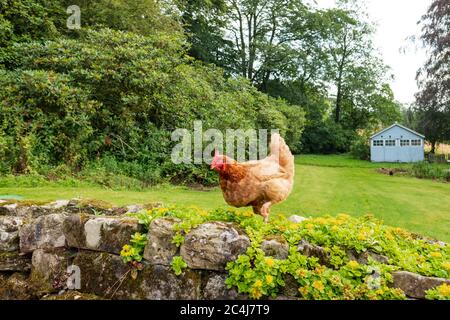 Large, adult Hen Chicken seen walking along a rock wall in a large, private garden. A distant blue wooden house is used to house the flock of hens. Stock Photo