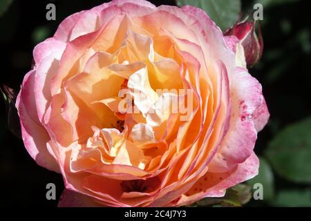 Apricot Rose Rosa Lady Emma Hamilton Stock Photo