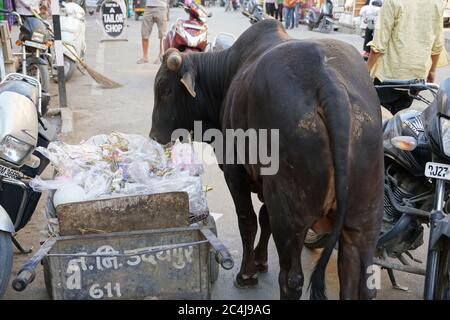 A dirty Indian bull is eating plastic and polythene bags from a pile of garbage in the city. Problem of environmental pollution, excess waste, trash a Stock Photo