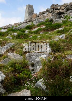 English Stonecrop wildflowers growing at the top of Brown Willy tor, Bodmin Moor, Cornwall, UK Stock Photo