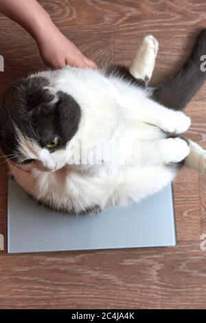 https://l450v.alamy.com/450v/2c4ja4k/the-owner-put-the-fat-cat-on-electronic-scales-2c4ja4k.jpg