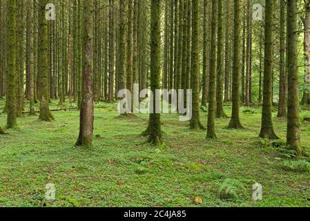 A pinewood plantation at Invention Wood next to the River Barle, close to Dulverton in the Exmoor National Park, Somerset, England Stock Photo