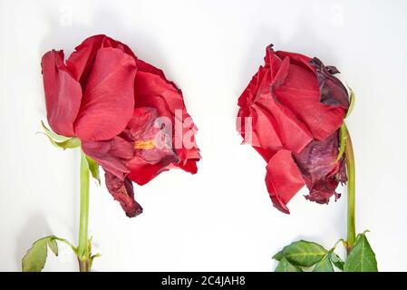 Two red faded roses on a white background, close-up Stock Photo