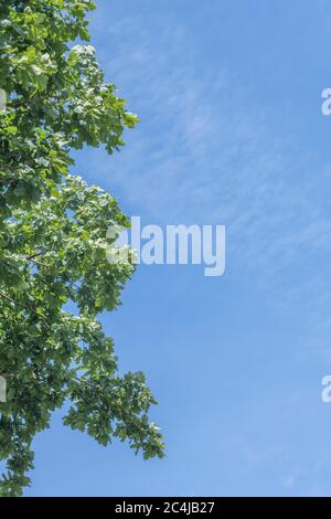 Oak tree branches and leaves in summer sun, set against blue summer sky with hardly any cloud formations. Stock Photo
