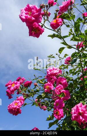 rosa ,rose,pink flowers,rambler,rambling,cover,covering wooden fence ...