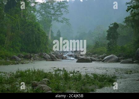 rainy day in the Himalayas. Himalayan rain forest in the dooars region Stock Photo
