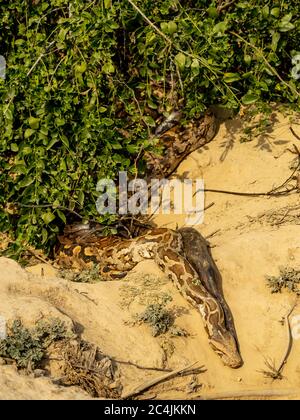 A python in the forest, Bharatpur Bird Sanctuary Stock Photo