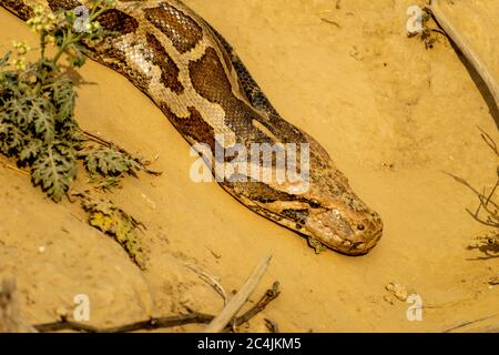 A python in the forest, Bharatpur Bird Sanctuary Stock Photo