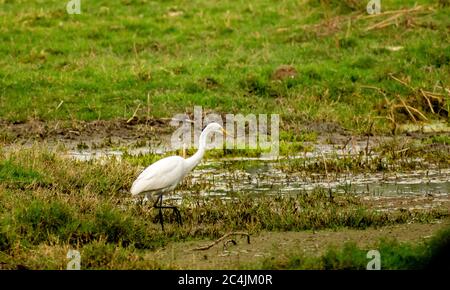 Great egret, Bharatpur Bird Sanctuary Stock Photo