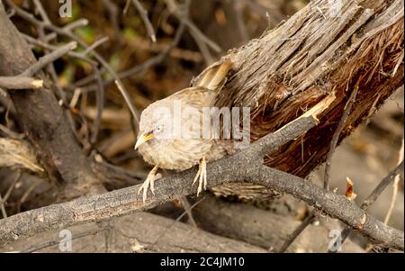 Yellow billed babbler (Argya affinis), Bharatpur Bird Sanctuary Stock Photo