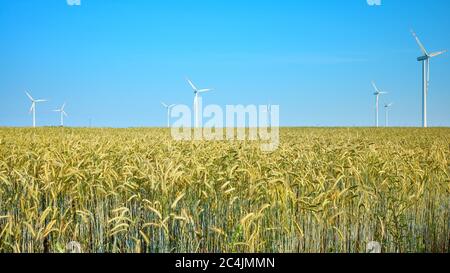 Crop field with windmills in distance on a beautiful summer day. Stock Photo