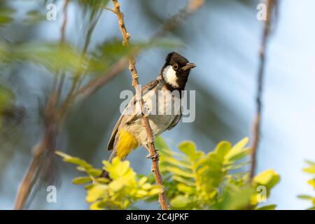 White-eared bulbul perching on a branch in Sheraton park in Doha, Qatar Stock Photo