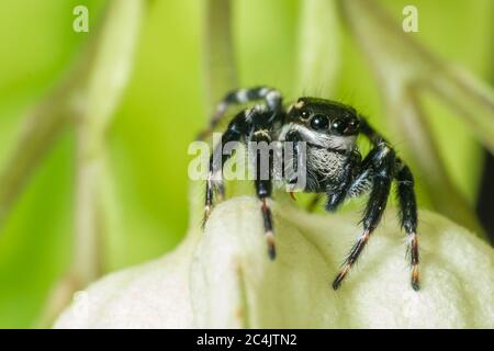 Black jumping spider super macro shot Stock Photo