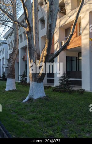 Big plane tree and front of building. It is fragment of 31 august 1989 street in Chisinau. Stock Photo
