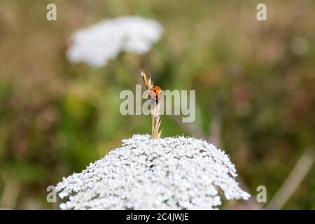 Ladybird on barley and white flower Stock Photo