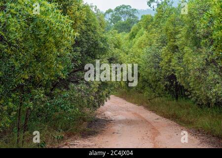 An overgrown dirt bush track with trees flourishing on either side forming a canopy in a tropical forest Stock Photo