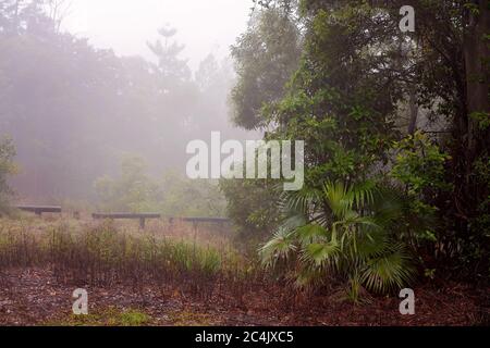 Light rain falling in the rainforest on a misty afternoon Stock Photo