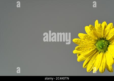 Single fresh yellow chrysanthemum, close-up shot, yellow daisies flowers isolated on grey. Stock Photo