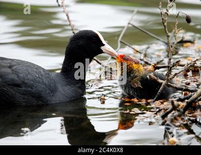 Coot on nest with chicks Stock Photo