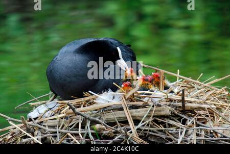 Coot on nest with chicks Stock Photo