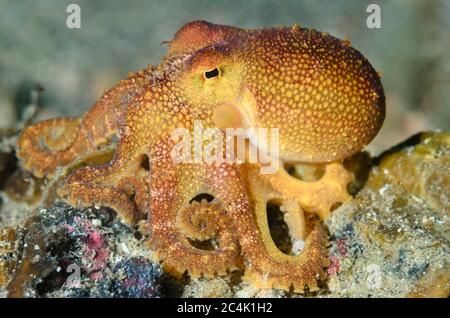 Poison ocellate octopus or Mototi octopus, Amphioctopus mototi, Lembeh Strait, North Sulawesi, Indonesia, Pacific Stock Photo