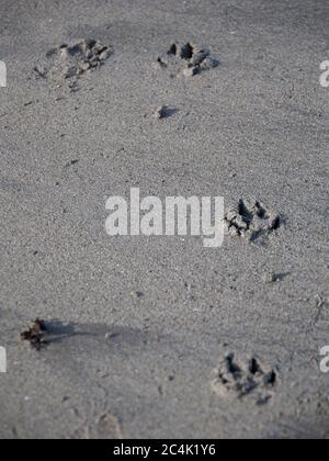 Dog Prints in the sand along the beach Stock Photo