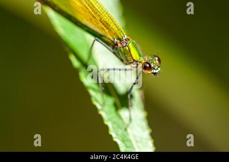 Close-up of a dragonfly sitting on a leaf. Selective focus. Stock Photo