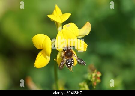 White-dotted wool-carder bee Anthidium punctatum, family Megachilidae. On flowers of common bird's-foot trefoil (Lotus corniculatus), family Fabaceae. Stock Photo