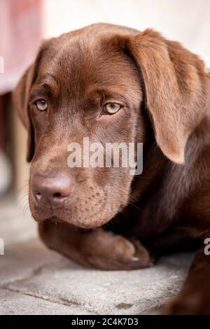 Portrait of a dog. Brown labrador Chocolate, a rare color. Stock Photo