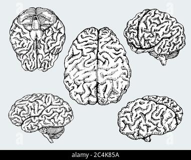 Human head anatomy hand drawn vector illustration. Man`s head brain and ...