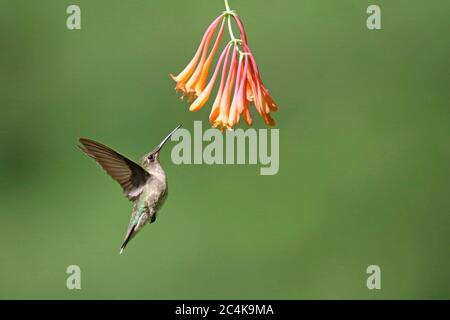 Female Ruby Throated Hummingbird Archilochus colubris Feeding on Honeysuckle Flowers Stock Photo