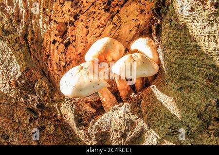 Several oyster mushrooms grow from a knothole on a deciduous tree trunk. Mushrooms with white mushroom cap on the brown tree trunk in the deciduous Stock Photo