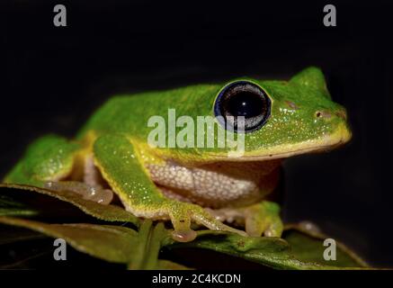 green tree frog on a leaf; green frog; cute froggy; Pseudophilautus poppiae from the Eastern Sinharaja Hills Sri Lanka; Endemic Stock Photo