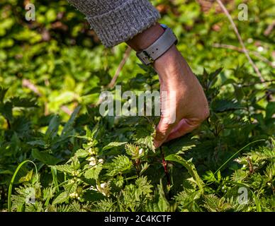 Workshop about foraging and cooking with wild Herbs in Grevenbroich, Germany Stock Photo