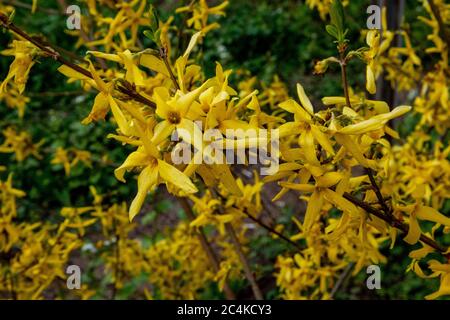 Beautiful Forsythia yellow flowers on bush at springtime. Stock Photo