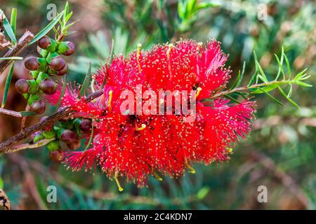 Melaleuca fulgens (red) an Australian flower shrub plant commonly known as scarlet honey myrtle Stock Photo