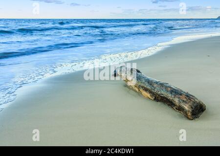 Sandy beach on the Baltic Sea. Idyllic stretch of beach with small waves in the evening and old washed up tree trunk. Autumn mood on the island of Rue Stock Photo