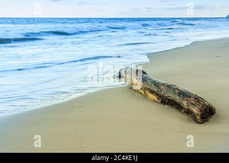 Sandy beach with an old washed up tree trunk. Idyllic stretch of beach with small waves in the evening. Autumn mood on the island of Ruegen with blue Stock Photo