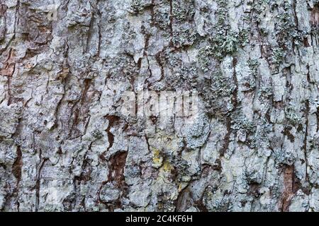 Lichen patterns on a bark of a maple tree in Velka Fatra national park, Slovakia. Stock Photo
