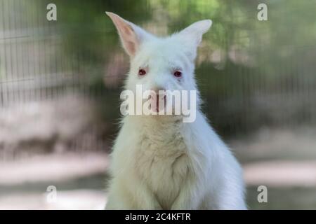 Albino Wallaby Joey, Notamacropus, portrait in soft light copy space Stock Photo