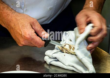 Gourmet Dish: Oysters Opening and arranging an oyster plate Stock Photo