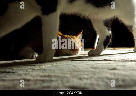 Low key- two domestic cats live in a peaceful home. Yellow and white cat sleeping and other black and white cat walking front the camera Stock Photo