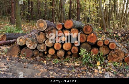 Wooden logs logging in the forest. Freshly chopped tree logs stacked up on top of each other in a pile. Stock Photo