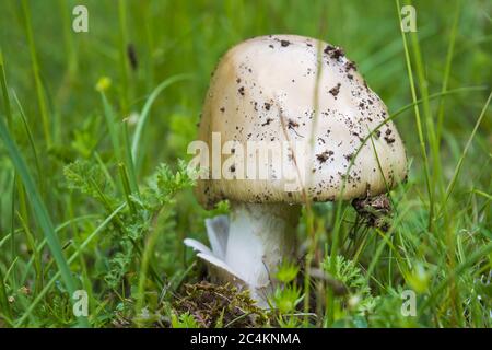 Closeup shot of Orange Grisette on a grass field Stock Photo