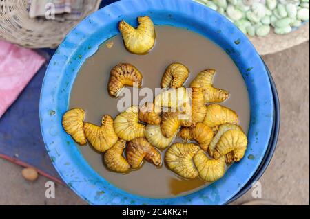 Editable palm weevil larvae for sale a the marketplace at Heho Shan State Myanmar Burma Stock Photo