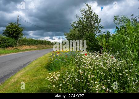 Roadside Wild Flower meadow at the edge of the road in a North Norfolk village, UK Stock Photo