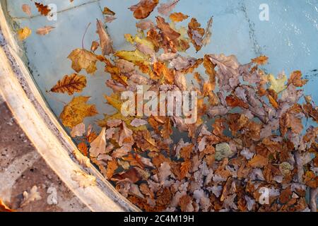 Fallen different colourful leaves floating in swimming pool water (fountain), top view. Autumn time, foliage concept Stock Photo