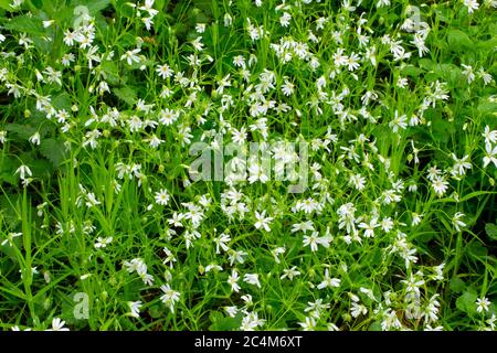 White blooming chickweed, Stellaria holostea or Echte Sternmiere Stock Photo